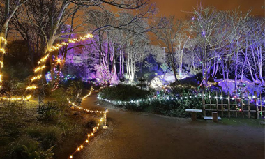 Lafcadio-Hearn-Japanese-Gardens-at-night